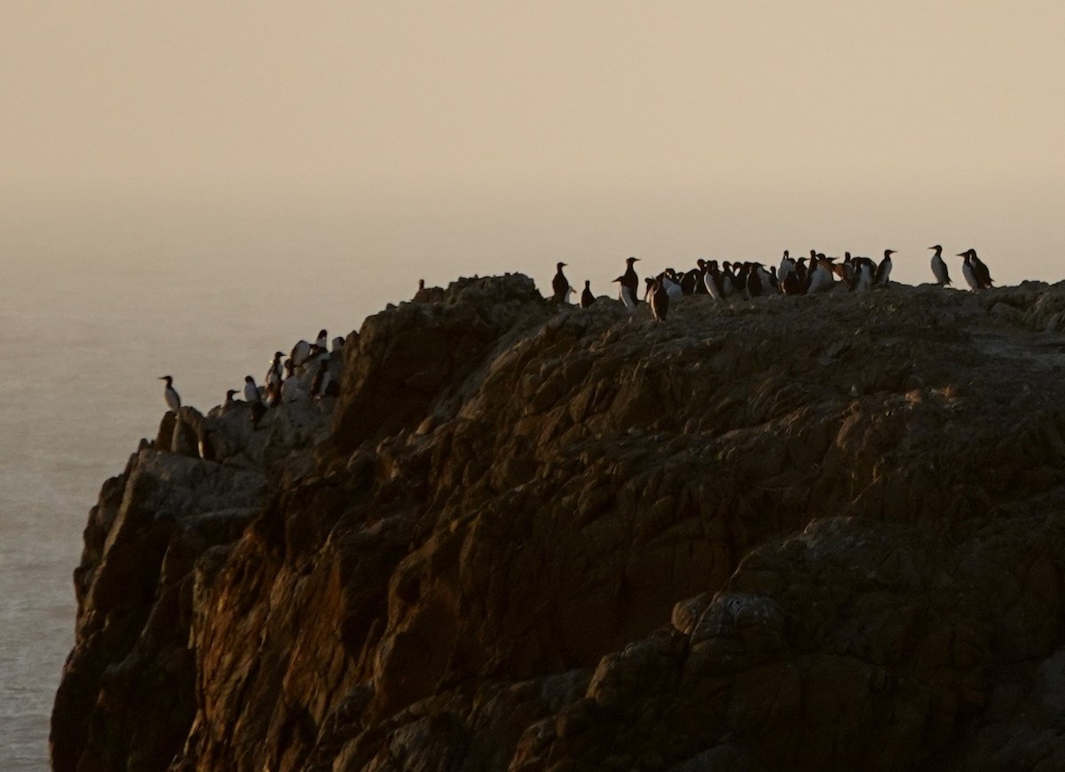 Common Murre - ML622062724