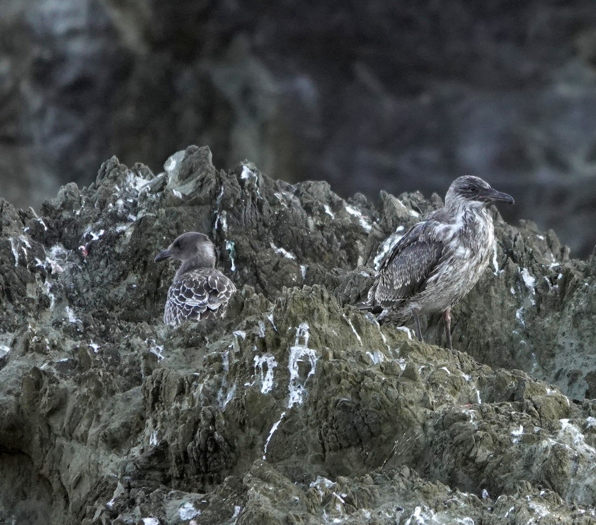 Western Gull - ML622062731
