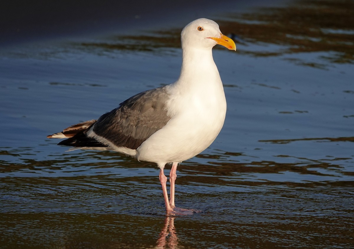 Western Gull - ML622062732