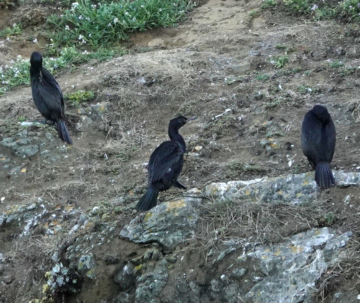 Pelagic Cormorant - ML622062739