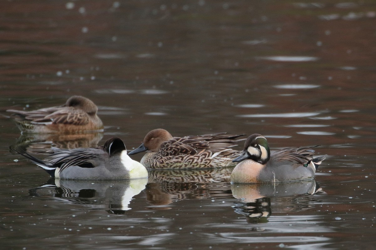 Northern Pintail - ML622062801