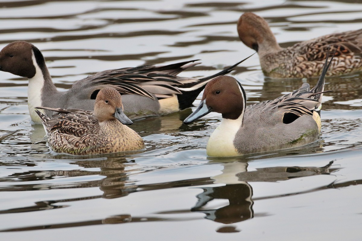 Northern Pintail - ML622062806