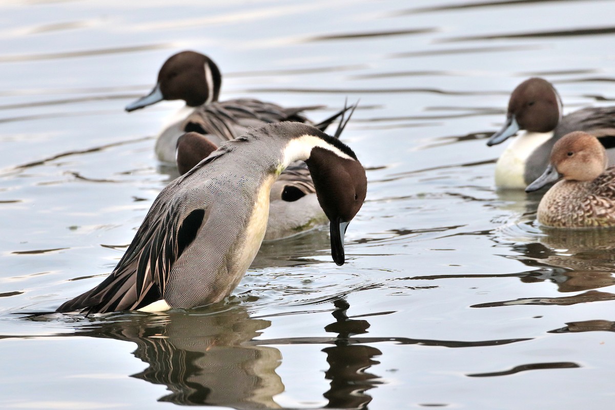 Northern Pintail - ML622062807