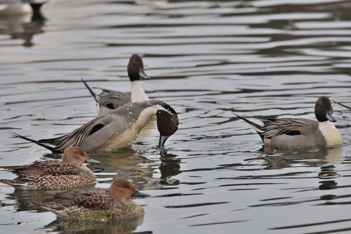 Northern Pintail - ML622062808