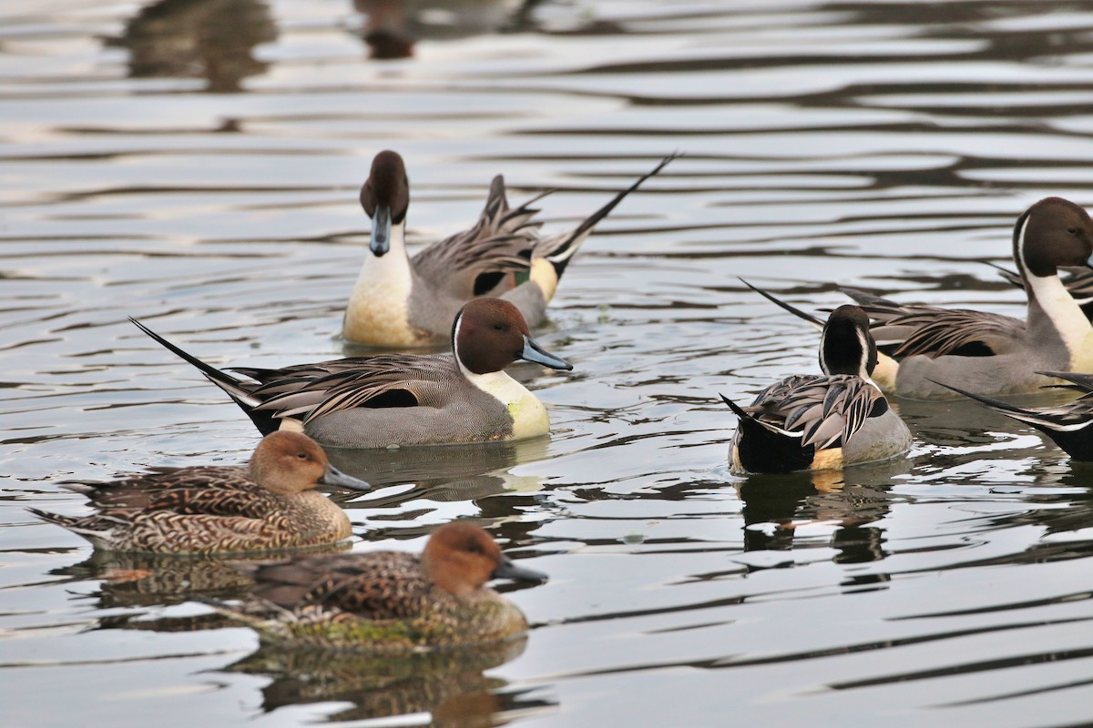 Northern Pintail - ML622062809