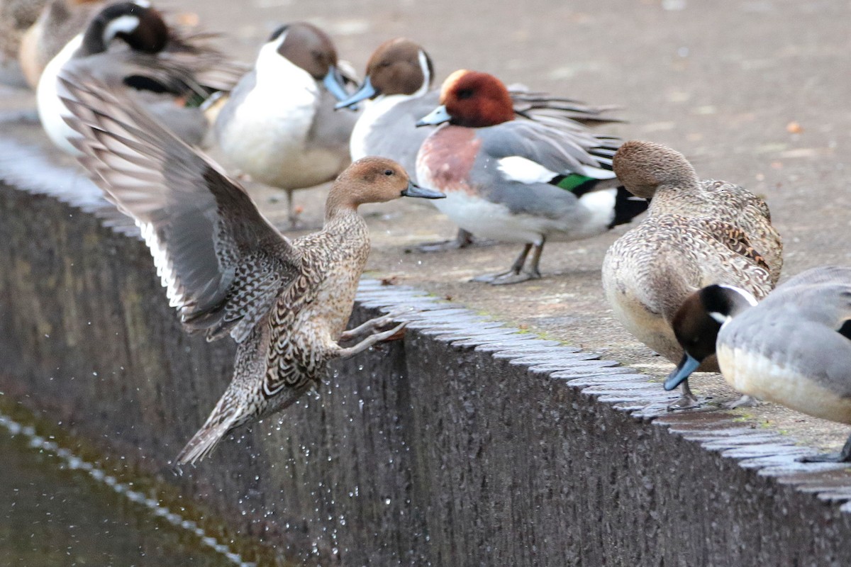 Northern Pintail - ML622062827