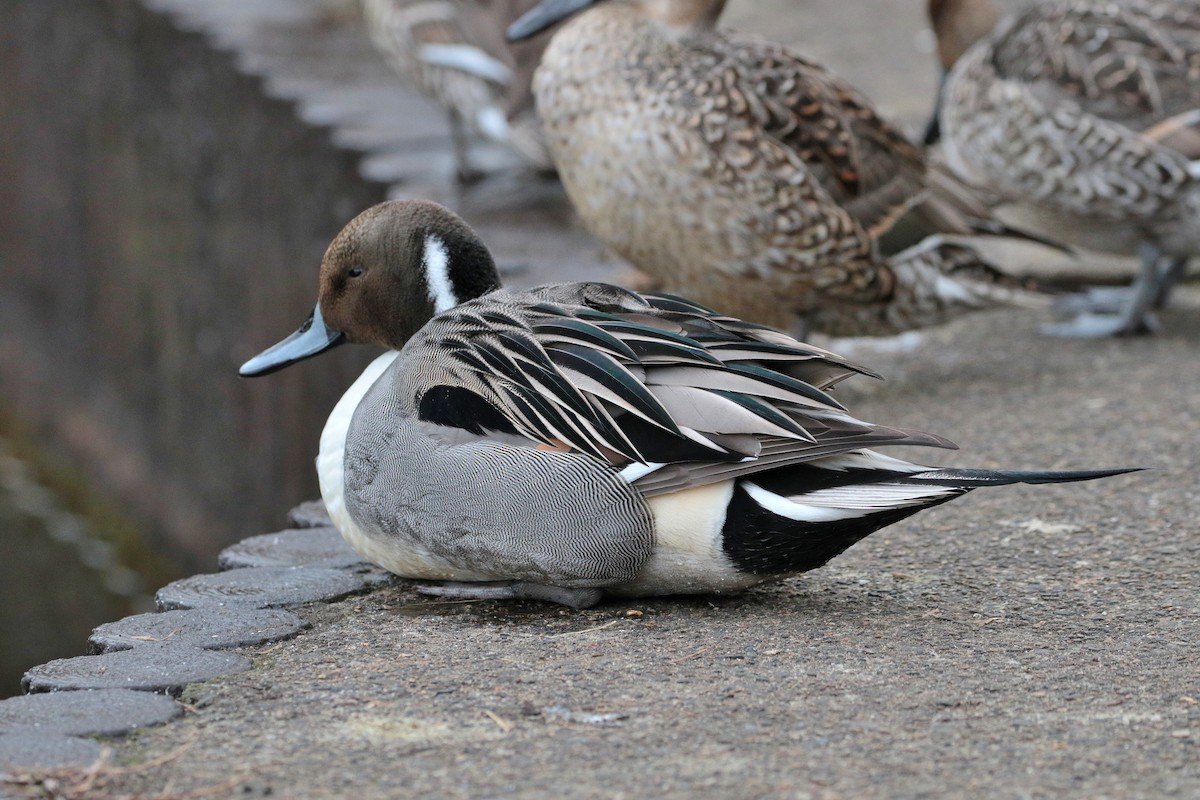 Northern Pintail - ML622062831