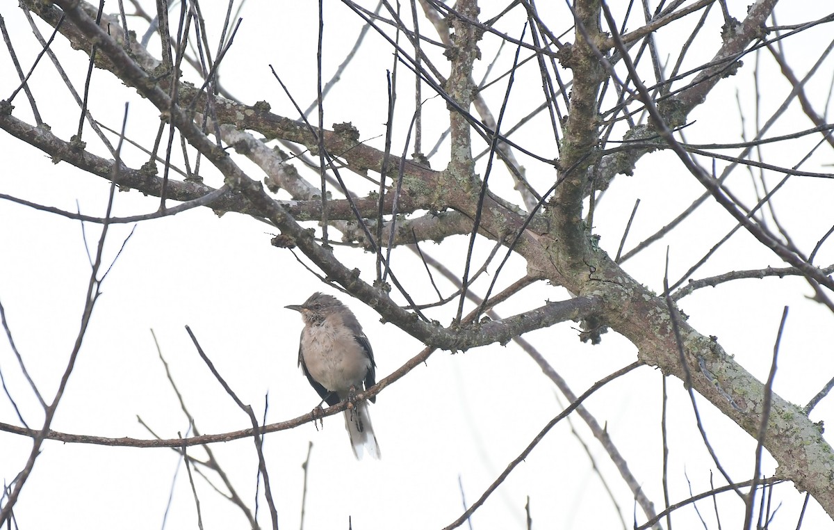 Northern Mockingbird - ML622062843