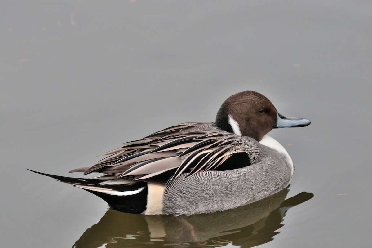 Northern Pintail - ML622062845