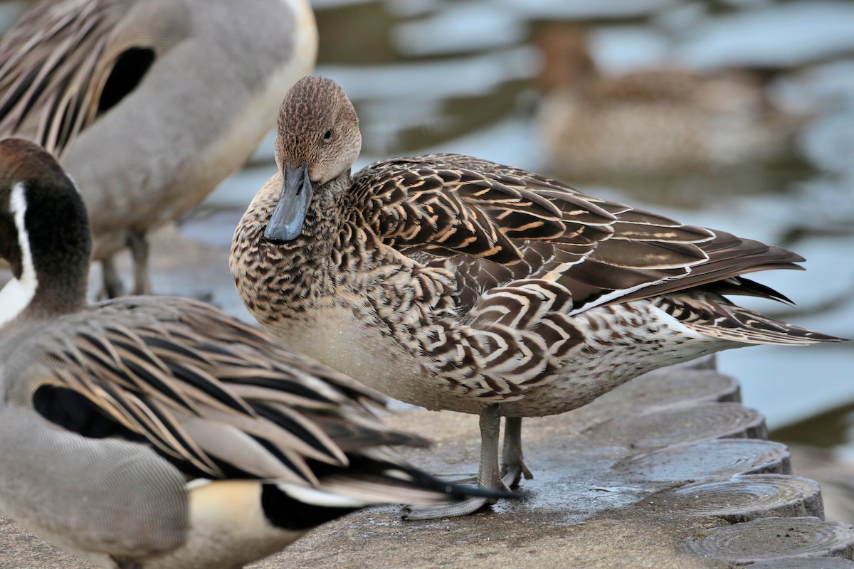 Northern Pintail - ML622062866