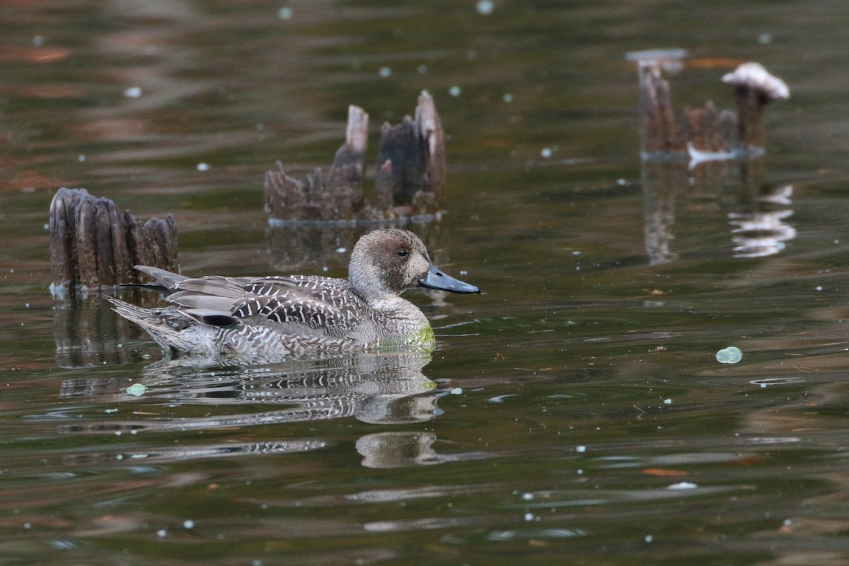 Northern Pintail - ML622062870