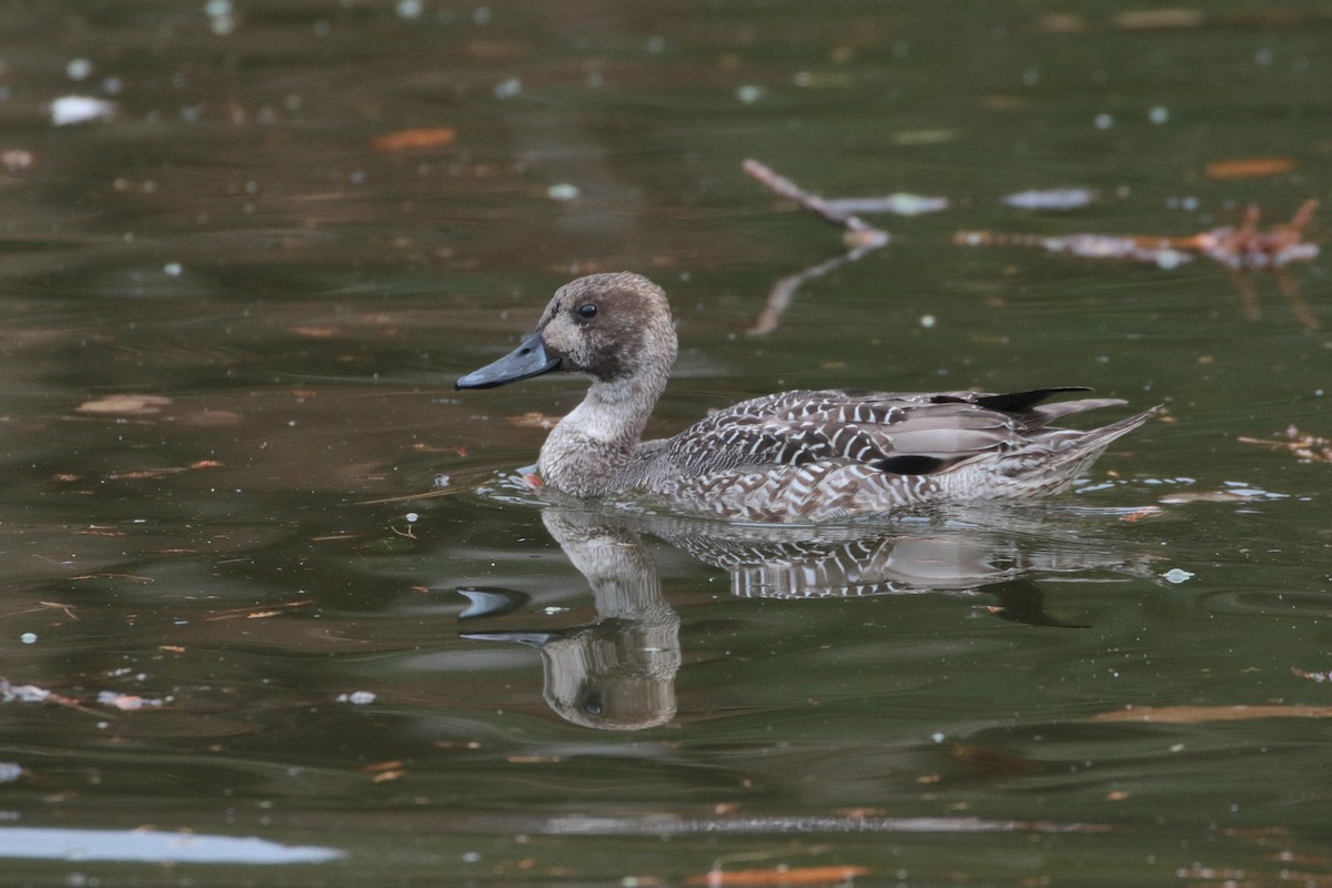 Northern Pintail - ML622062871