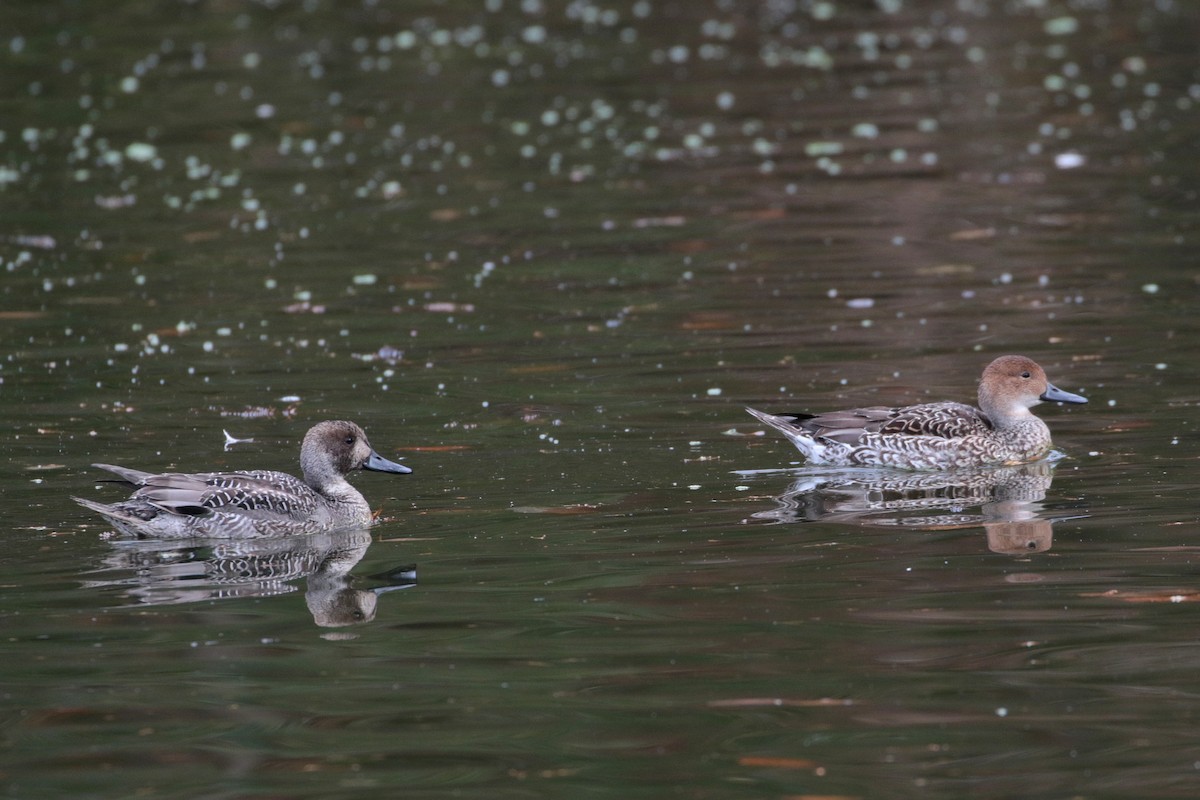 Northern Pintail - ML622062872