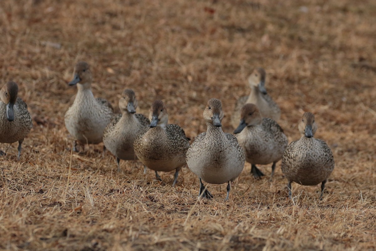 Northern Pintail - ML622062873