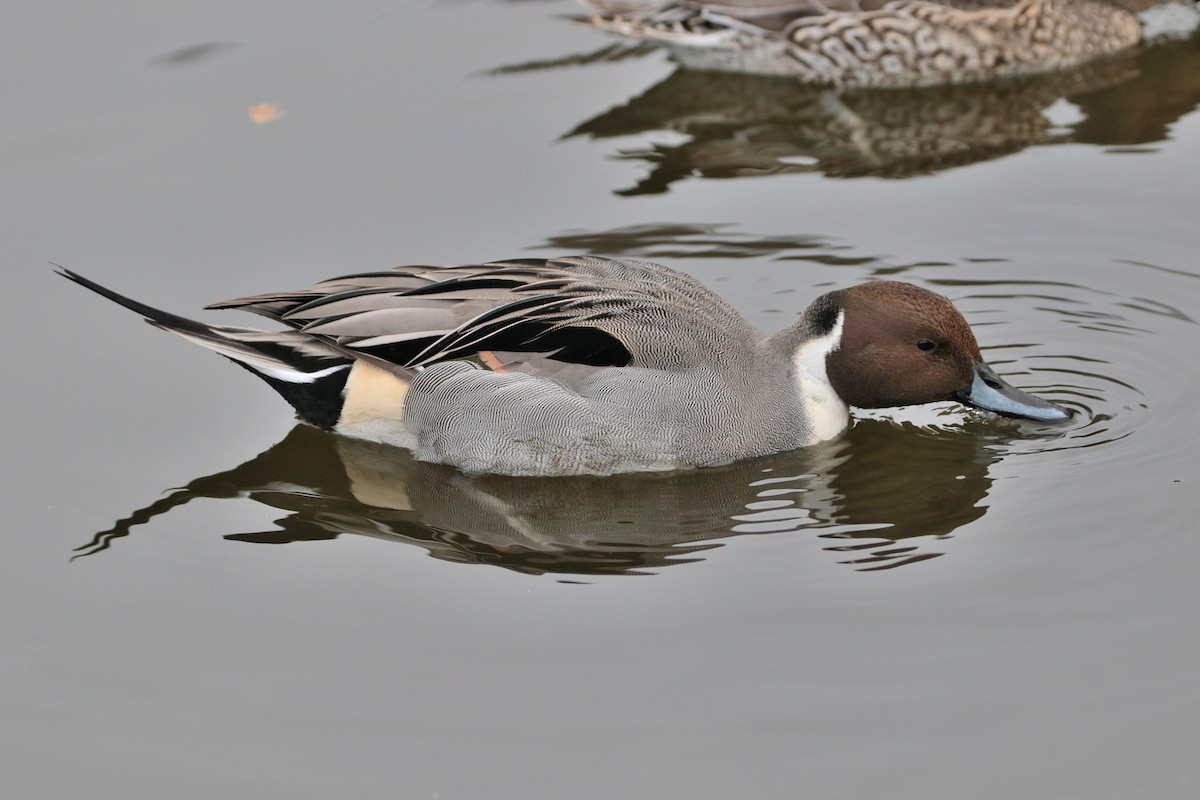 Northern Pintail - ML622062874