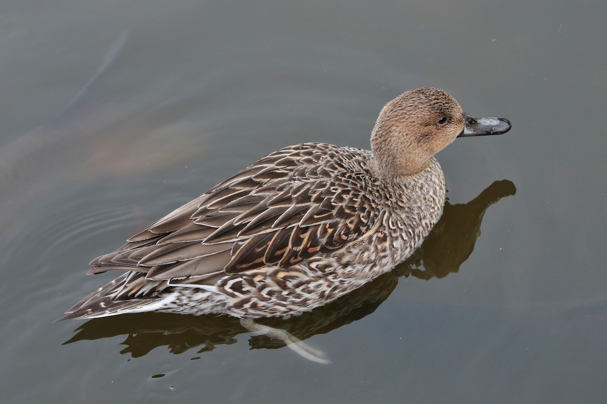 Northern Pintail - ML622062875