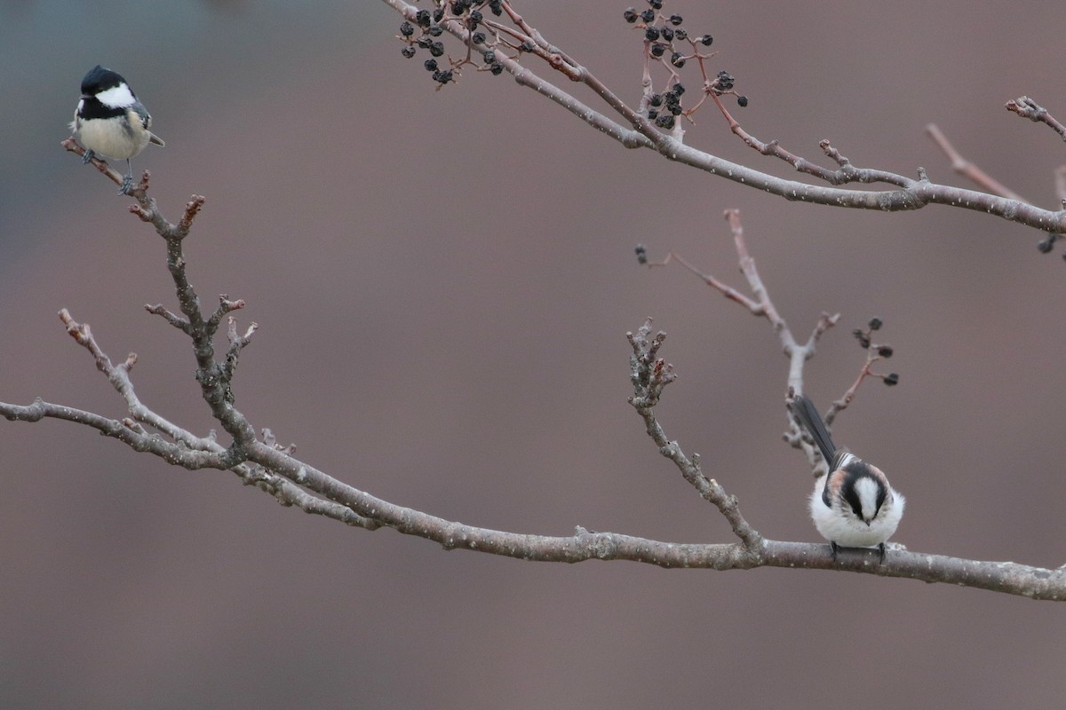 Coal Tit - Atsushi Shimazaki