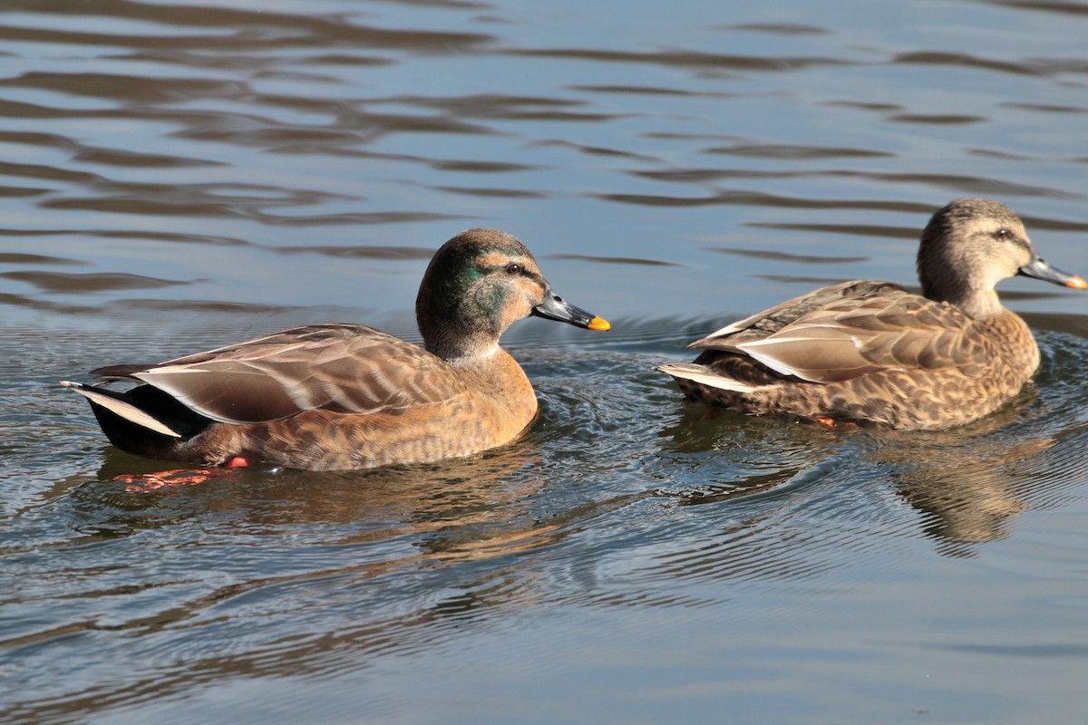 Mallard x Eastern Spot-billed Duck (hybrid) - Atsushi Shimazaki