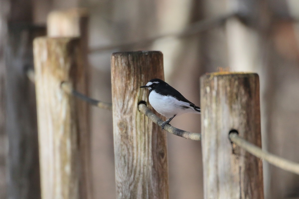 Japanese Wagtail - ML622062886