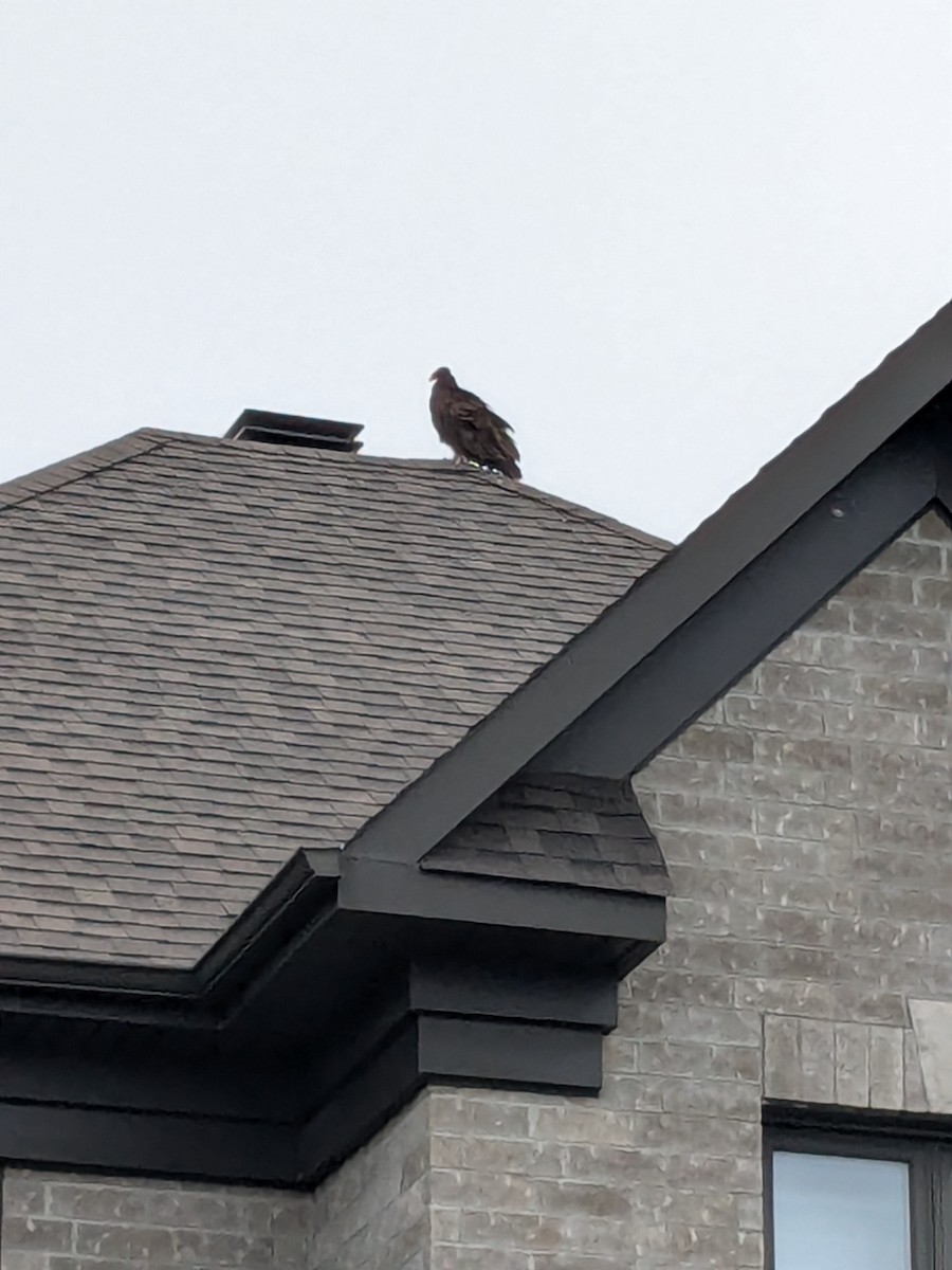 Turkey Vulture - ML622062894