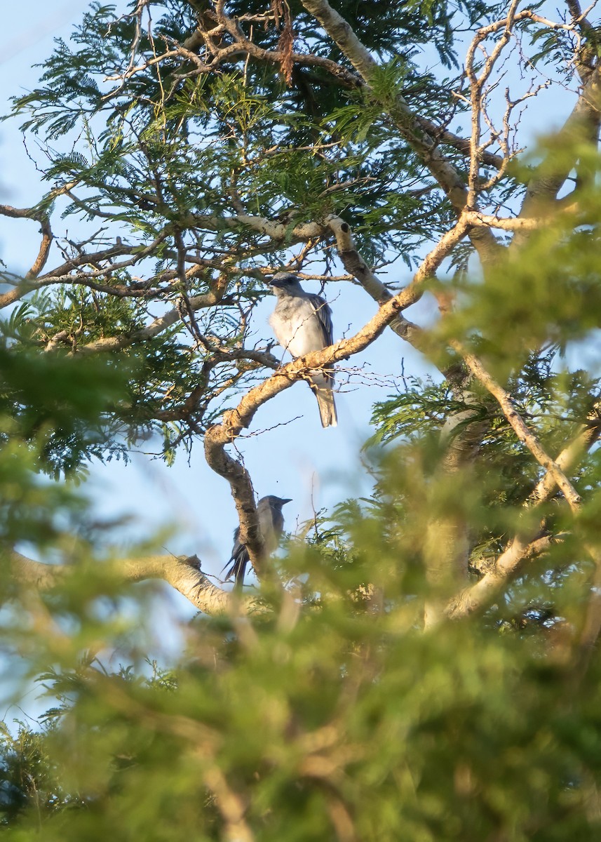 Javan Cuckooshrike - ML622062899