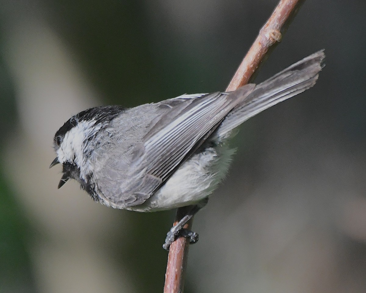 Black-capped Chickadee - ML622062901