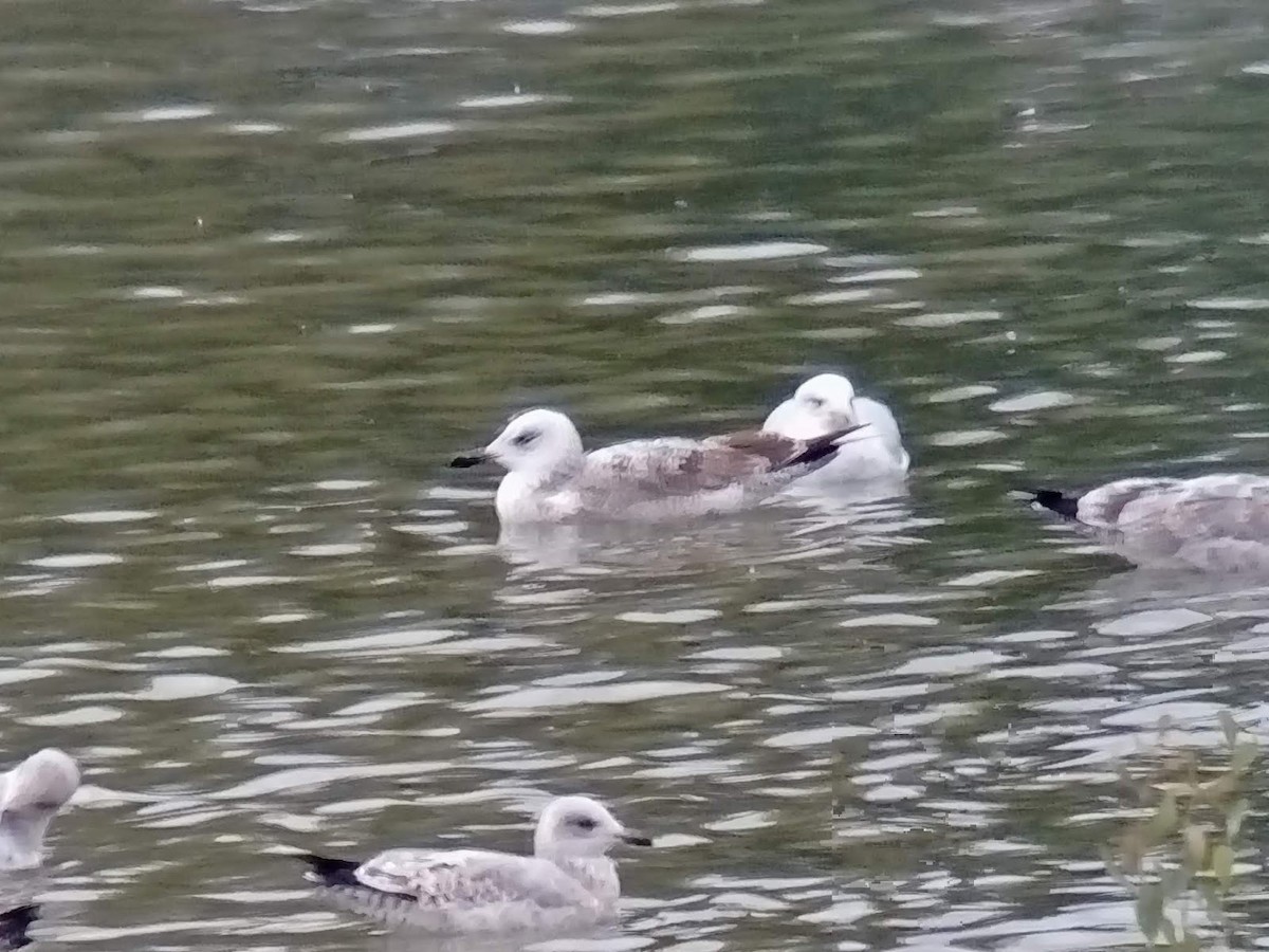 Caspian Gull - David Campbell