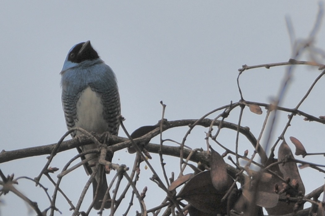 Swallow Tanager - ML622062909