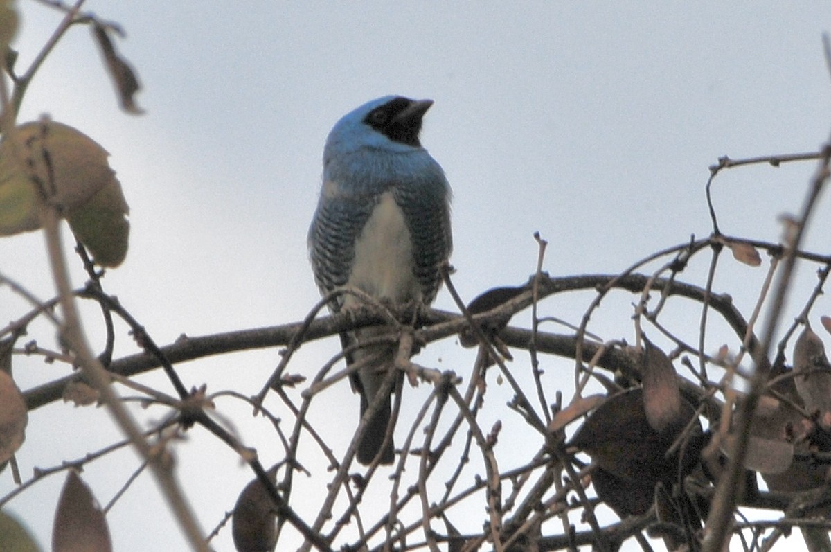 Swallow Tanager - ML622062910