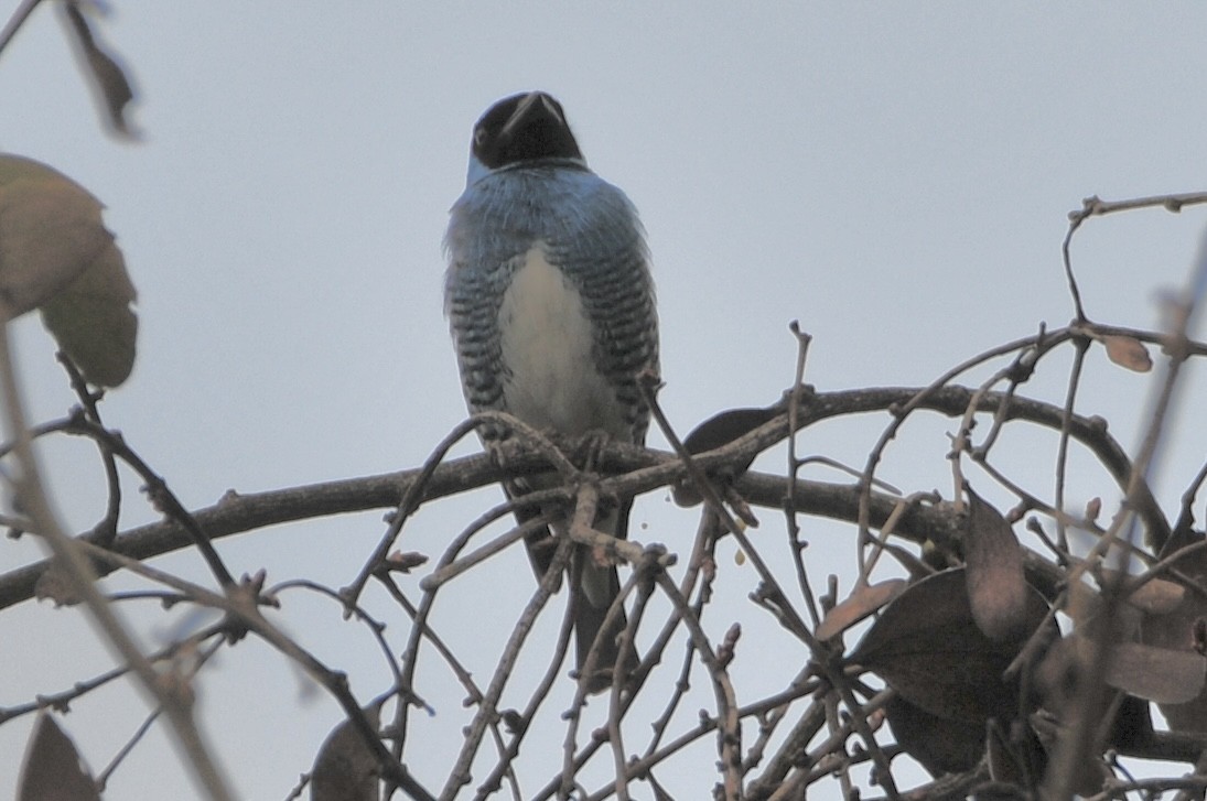 Swallow Tanager - ML622062911