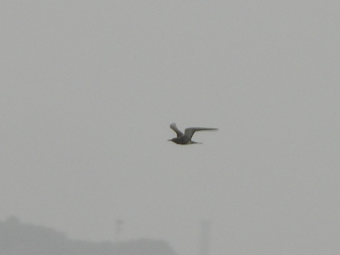 Sooty Tern - ML622062955