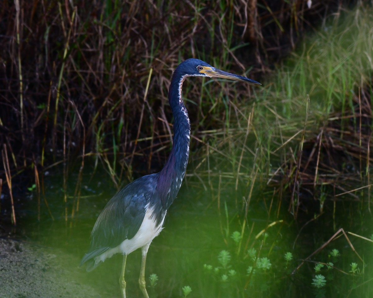 Tricolored Heron - ML622062972