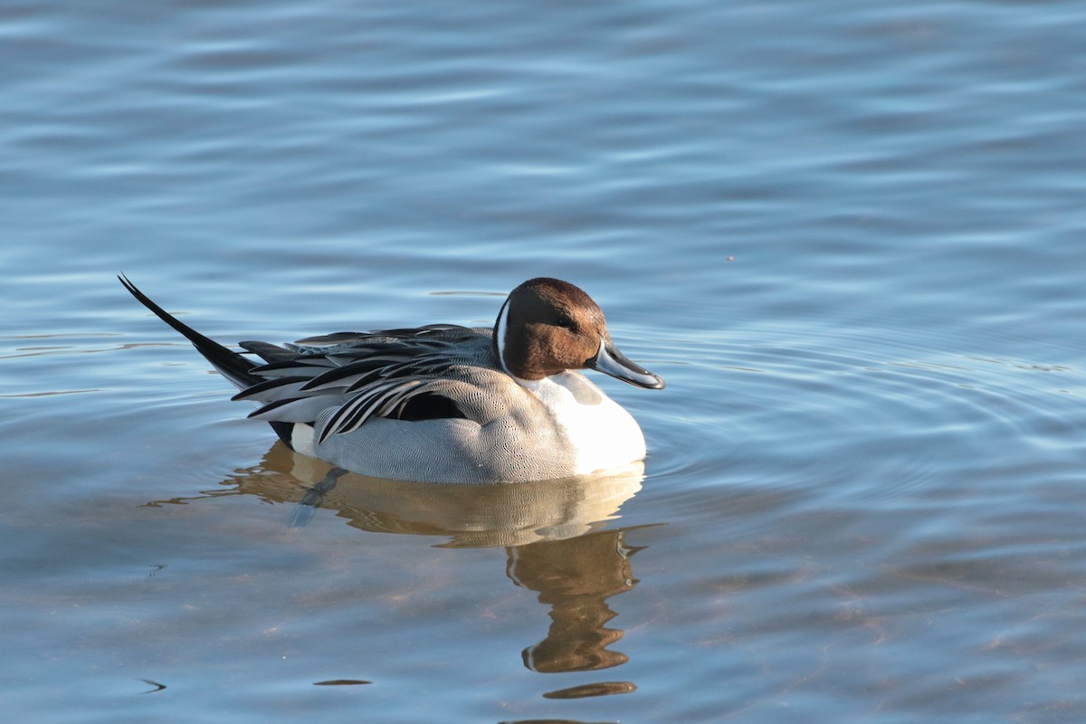 Northern Pintail - ML622063008