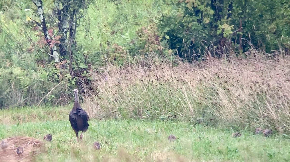 Wild Turkey - André BERNARD