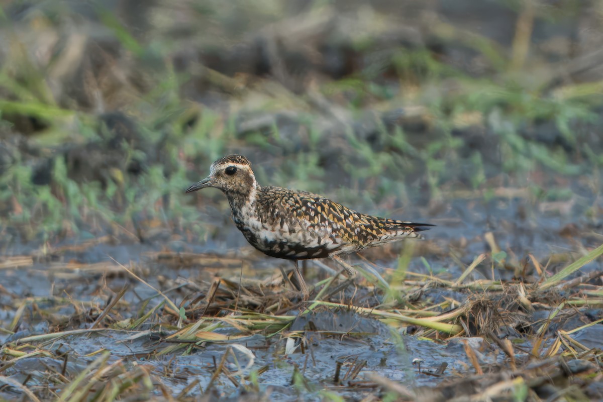 Chorlito Dorado Siberiano - ML622063036