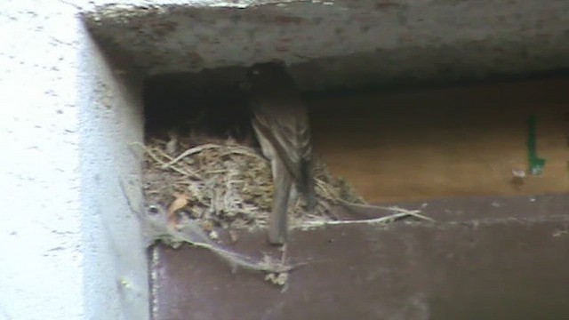 Spotted Flycatcher - ML622063041