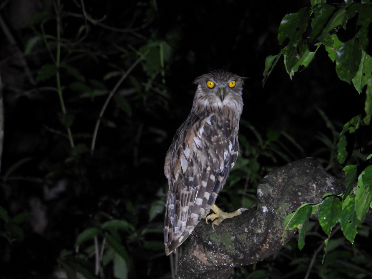 Brown Fish-Owl - ML622063049