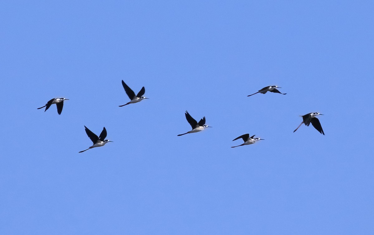 Black-necked Stilt - ML622063060