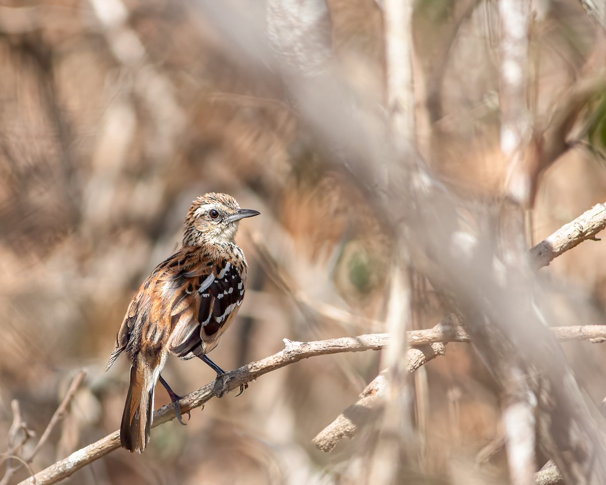 Stripe-backed Antbird - ML622063063