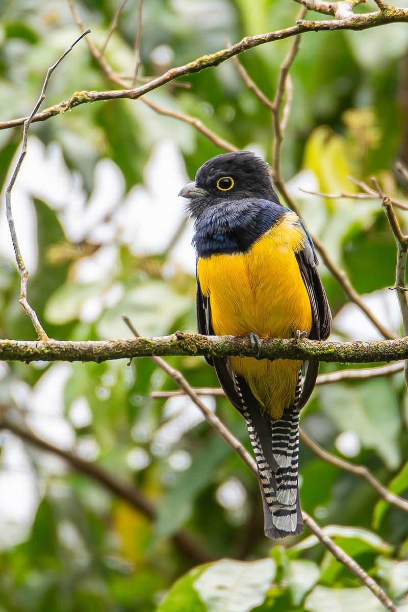 trogon podvazkový - ML622063075