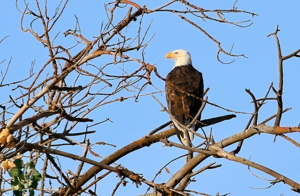 Bald Eagle - ML622063076