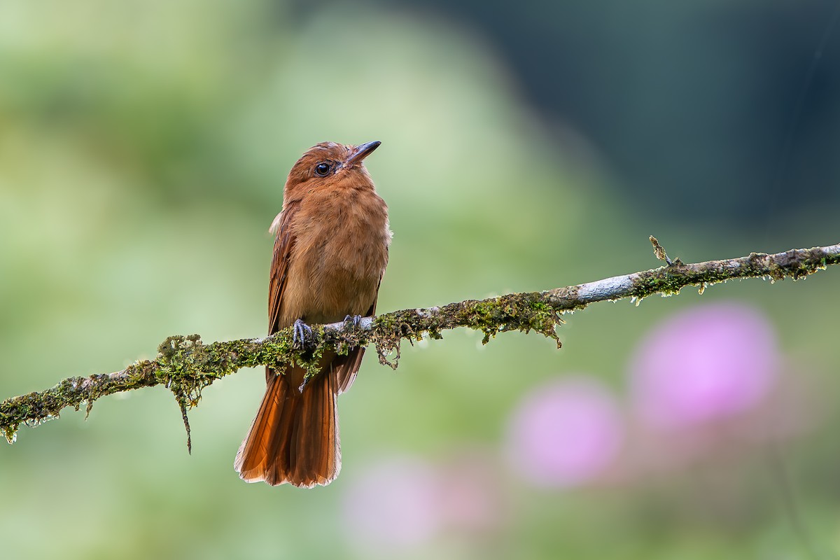 Rufous Mourner - ML622063082