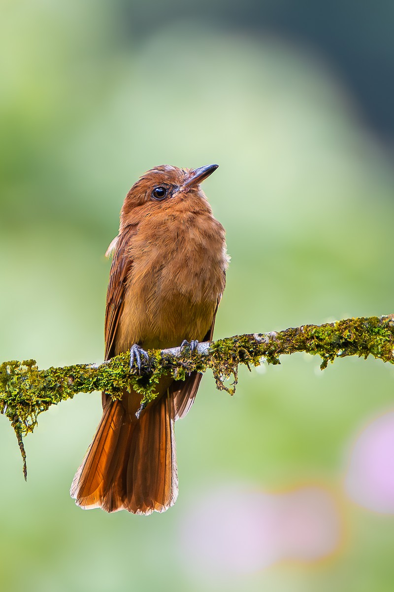 Rufous Mourner - ML622063084