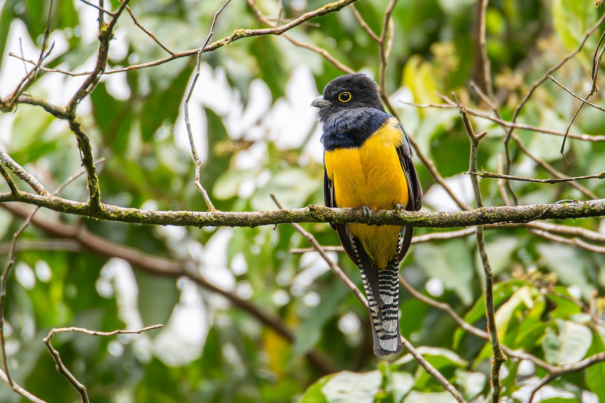 trogon podvazkový - ML622063130