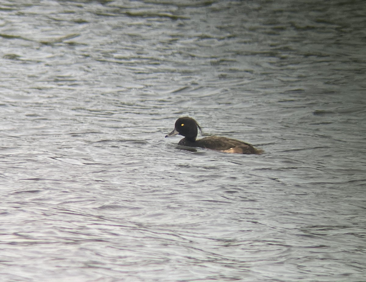 polák chocholačka - ML622063173