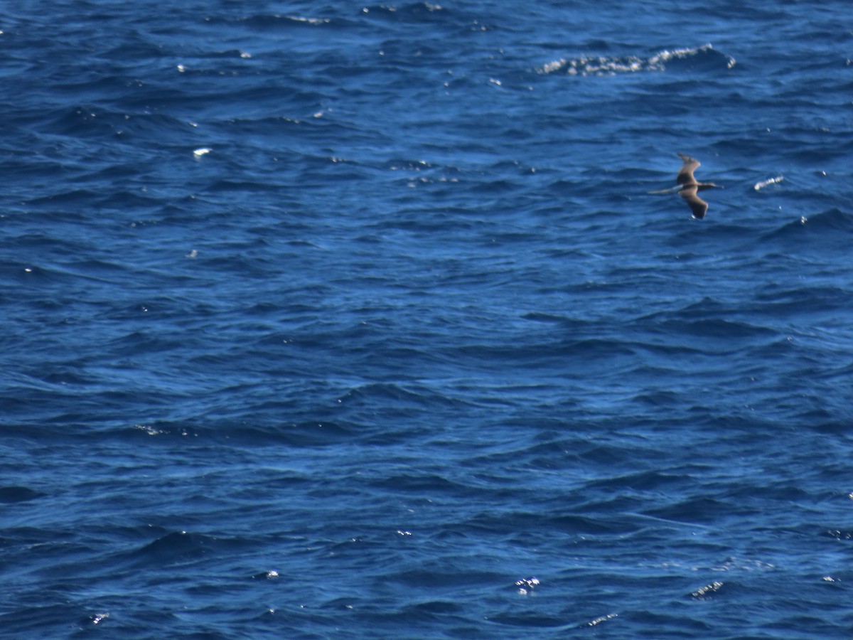 Red-footed Booby - ML622063195