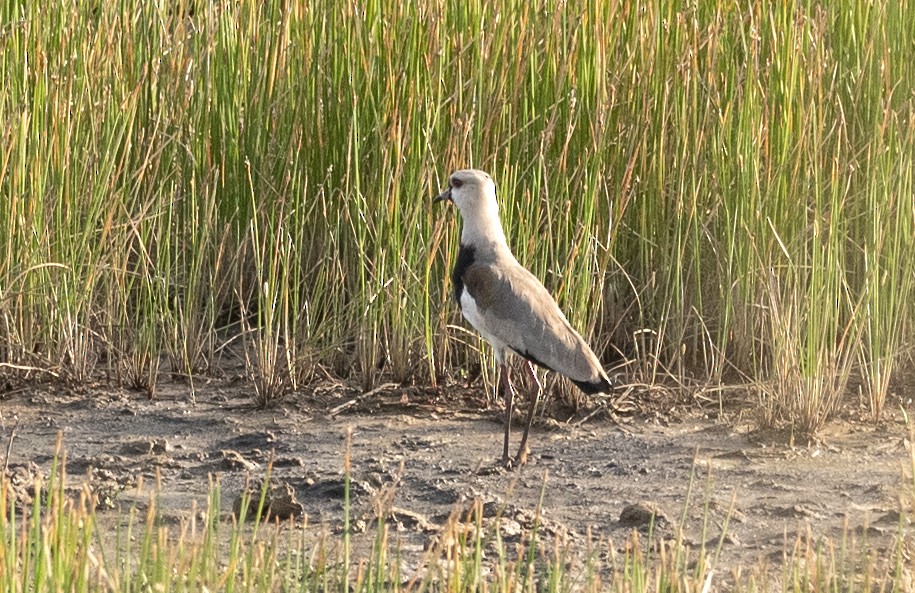 Southern Lapwing (lampronotus) - ML622063224