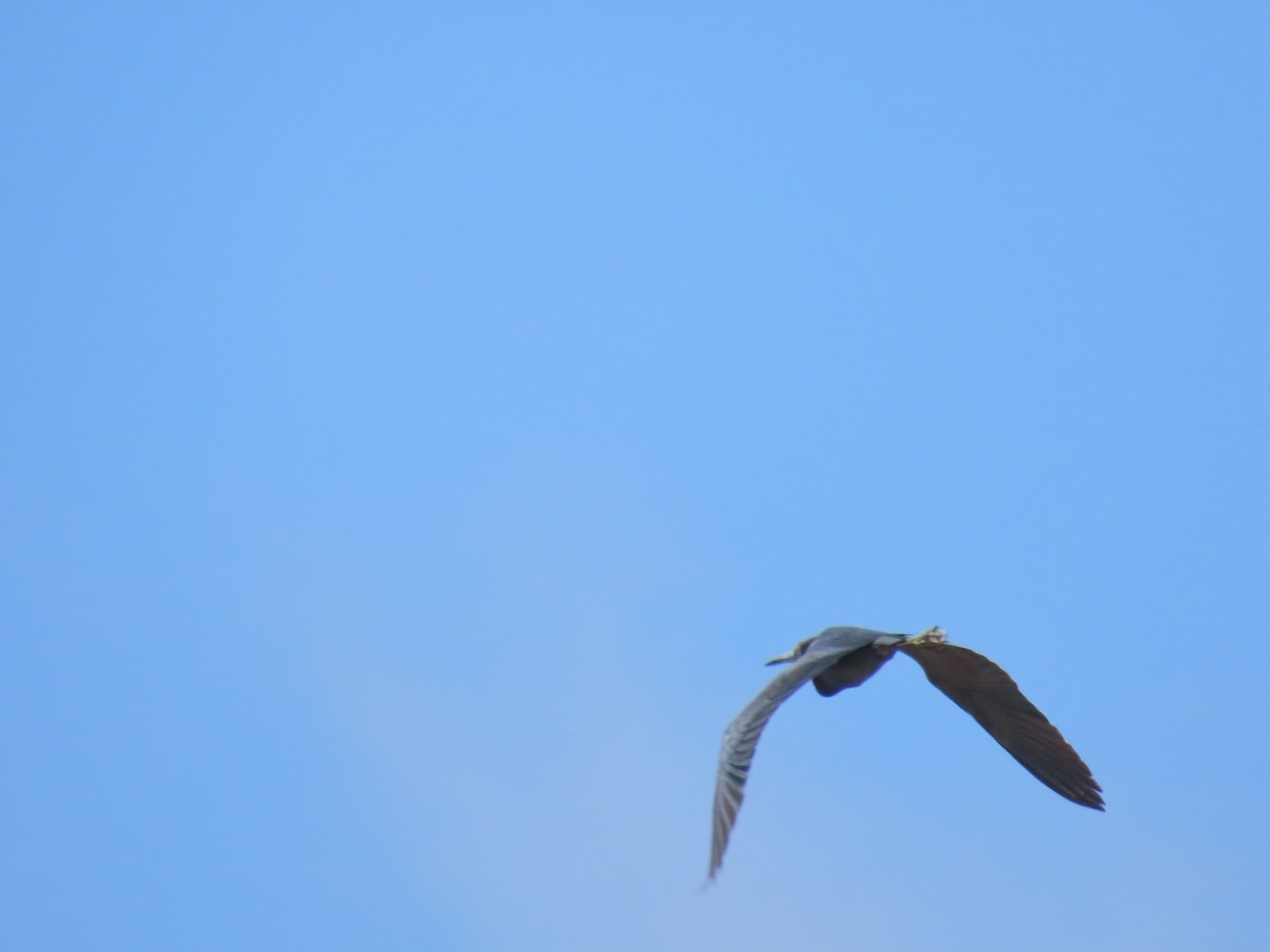 Little Blue Heron - ML622063225