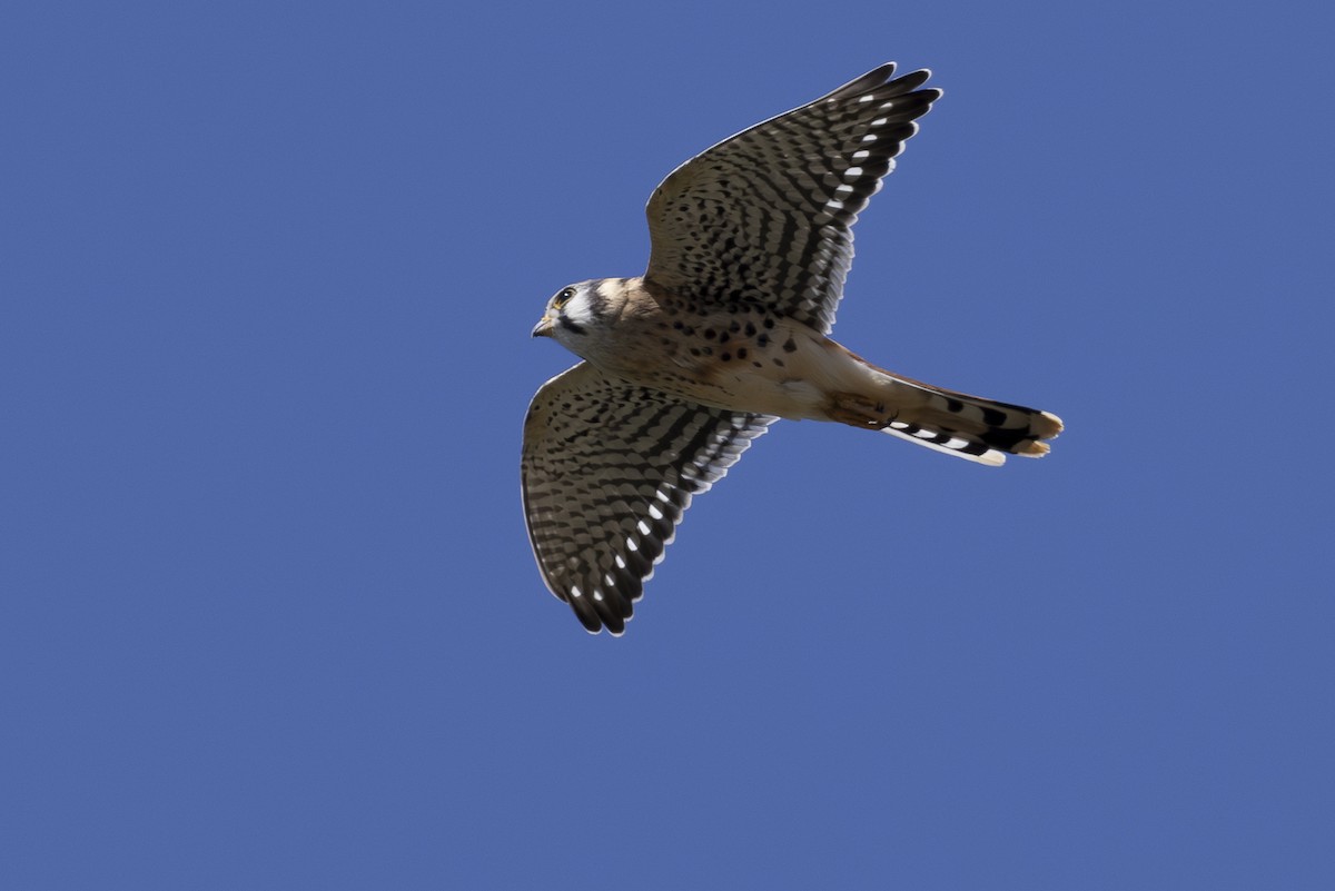 American Kestrel - Jef Blake