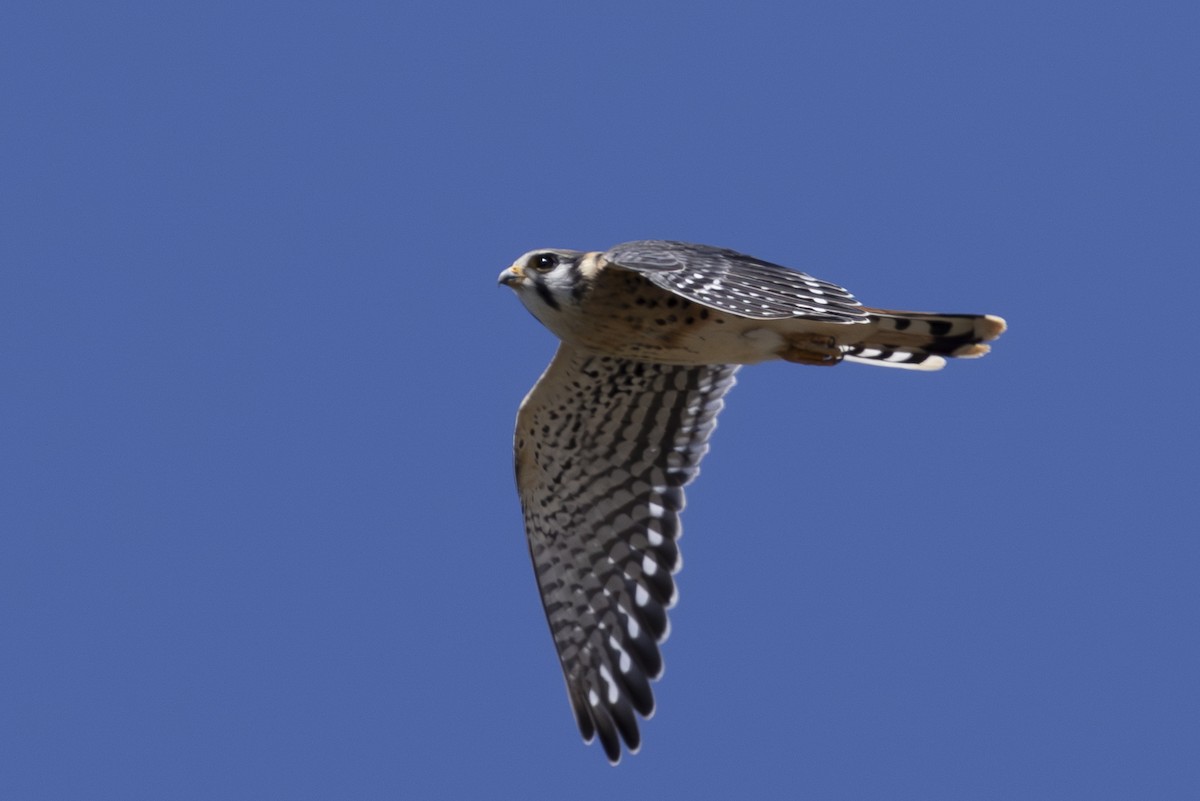 American Kestrel - ML622063228